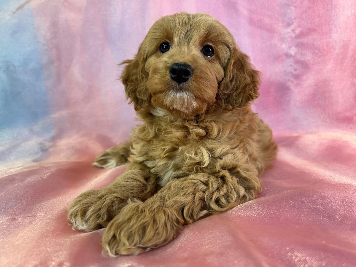 Female F1b Cockapoo Puppy for Sale DOB 1-5-2026 $950